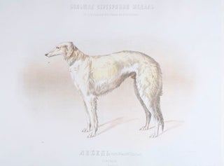 Prize-winning Show Dogs].