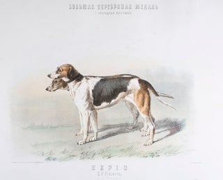 Prize-winning Show Dogs].
