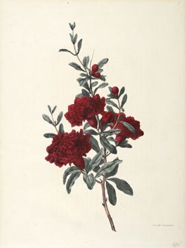 Souvenirs de Van Spaendonck, ou Recueil de fleurs...
