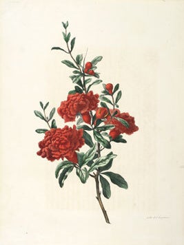 Souvenirs de Van Spaendonck, ou Recueil de fleurs...