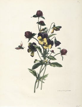 Item nr. 135280 Souvenirs de Van Spaendonck, ou Recueil de fleurs. Gerard van Spaendonck, after