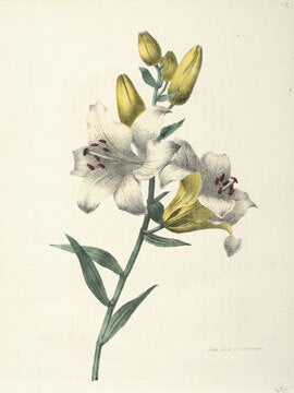 Item nr. 135281 Souvenirs de Van Spaendonck, ou Recueil de fleurs. Gerard van Spaendonck, after