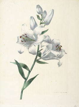Item nr. 135282 Souvenirs de Van Spaendonck, ou Recueil de fleurs. Gerard van Spaendonck, after