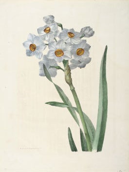 Souvenirs de Van Spaendonck, ou Recueil de fleurs...