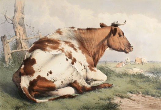 Item nr. 135305 Groups of Cattle Drawn from Nature. Thomas Sidney Cooper.