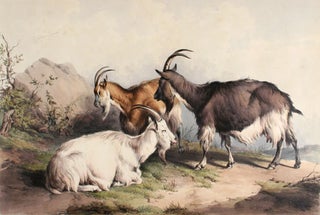 Item nr. 135306 Groups of Cattle Drawn from Nature. Thomas Sidney Cooper
