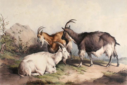 Item nr. 135306 Groups of Cattle Drawn from Nature. Thomas Sidney Cooper.