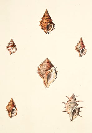 Item nr. 137947 Pl. 3. Biplex. Conchology or Natural History of Shells. George Perry