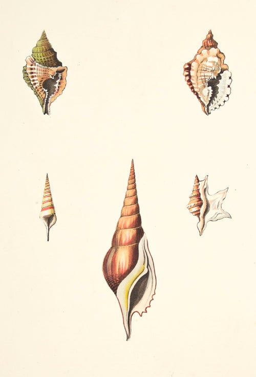 Item nr. 137948 Pl. 10. Distorta. Conchology or Natural History of Shells. George Perry.