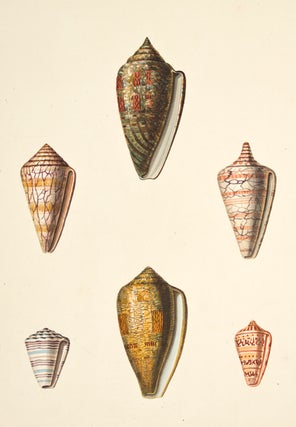 Item nr. 137950 Pl. 25. Conus. Conchology or Natural History of Shells. George Perry