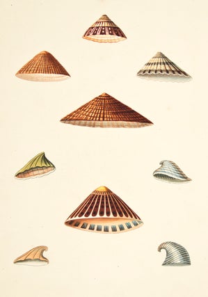 Item nr. 137952 Pl. 43. Patella. Conchology or Natural History of Shells. George Perry