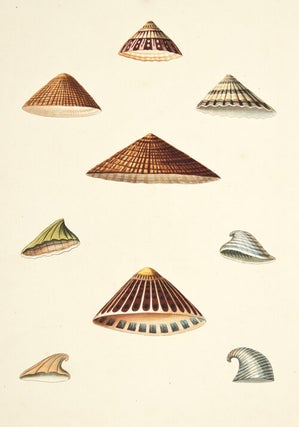 Item nr. 137952 Pl. 43. Patella. Conchology or Natural History of Shells. George Perry