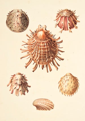 Item nr. 137954 Pl. 59. Spondylus. Conchology or Natural History of Shells. George Perry