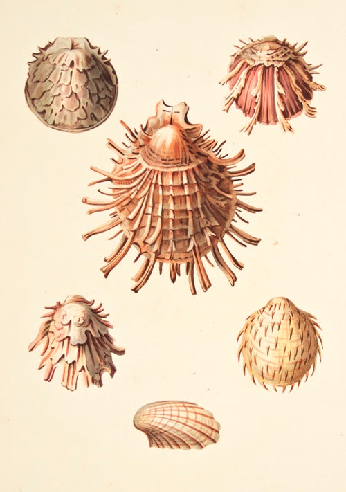 Item nr. 137954 Pl. 59. Spondylus. Conchology or Natural History of Shells. George Perry.