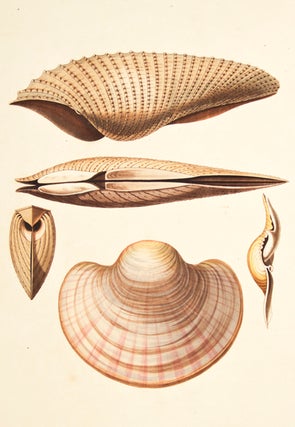 Item nr. 139895 Pl. 56. Pholas. Conchology or Natural History of Shells. George Perry