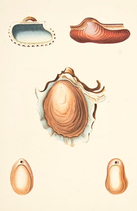 Item nr. 139896 Pl. 60. Arca. Conchology or Natural History of Shells. George Perry