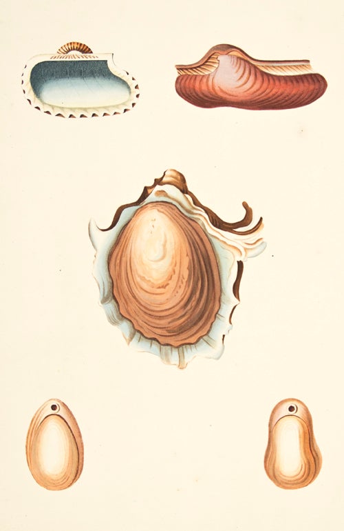 Item nr. 139896 Pl. 60. Arca. Conchology or Natural History of Shells. George Perry.