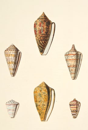 Item nr. 139898 Pl. 25. Conus. Conchology or Natural History of Shells. George Perry