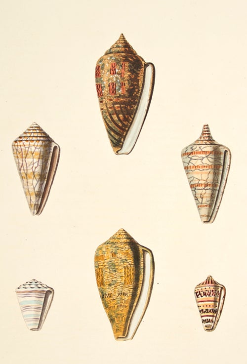 Item nr. 139898 Pl. 25. Conus. Conchology or Natural History of Shells. George Perry.