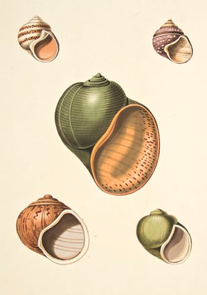 Item nr. 139899 Pl. 38. Pomacea. Conchology or Natural History of Shells. George Perry