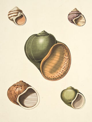 Pl. 38. Pomacea. Conchology or Natural History of Shells.