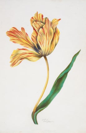 Item nr. 141215 Tulip. Nicolas Robert, or School of