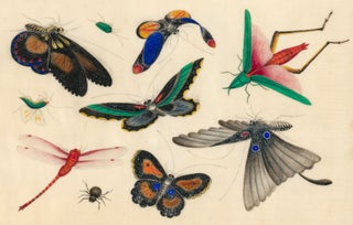 Item nr. 145446 Butterflies and Insects. Tinqua