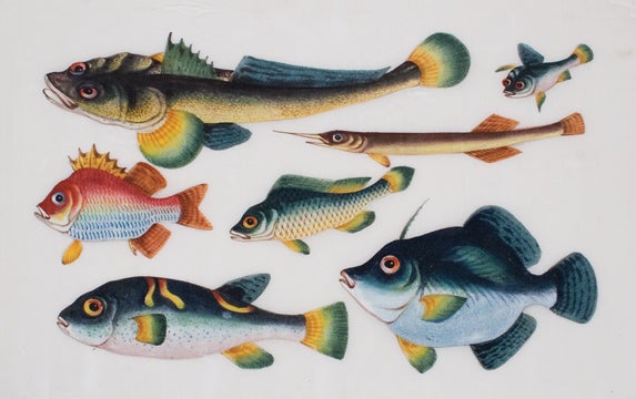 Vintage exotic fish print by Vintage Educational Collection
