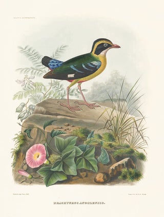 Brachyurus Angolensis. A Monograph of the Pittidae, or, Family of Ant-Thrushes.