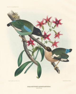 Brachyurus Atricapilla (Adult and Young). A Monograph of the Pittidae, or, Family of Ant-Thrushes.