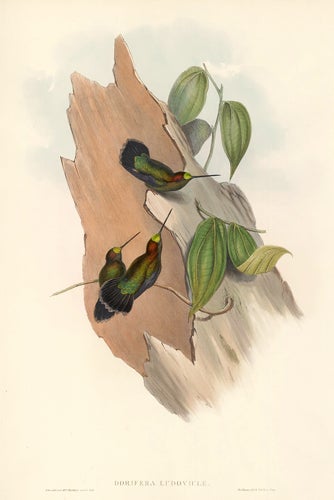Item nr. 148657 Dorifera Ludoviciæ. A Monograph of the Trochilidae, or Family of Hummingbirds. John Gould, Richard Bowdler Sharpe.