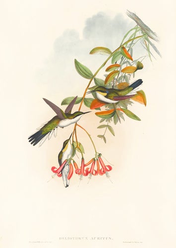 Item nr. 148661 Heliothryx Auritus. A Monograph of the Trochilidae, or Family of Hummingbirds. John Gould, Richard Bowdler Sharpe.