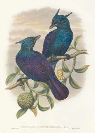 Item nr. 148665 Phonygama Purpureiviolacea. A Monograph of the Paradiseidæ or Birds of Paradise,...