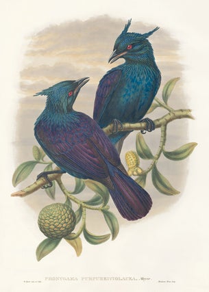 Phonygama Purpureiviolacea. A Monograph of the Paradiseidæ or Birds of Paradise, and Ptilonorhynchidæ, or Bower-Birds.