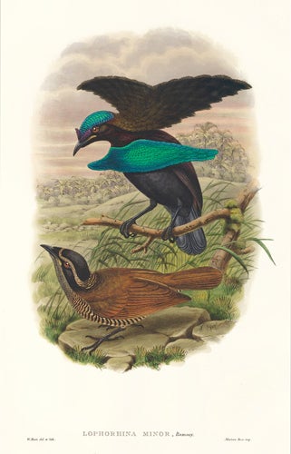 Item nr. 148667 Lophorhina Minor. A Monograph of the Paradiseidæ or Birds of Paradise, and Ptilonorhynchidæ, or Bower-Birds. John Gould, Richard Bowdler Sharpe.