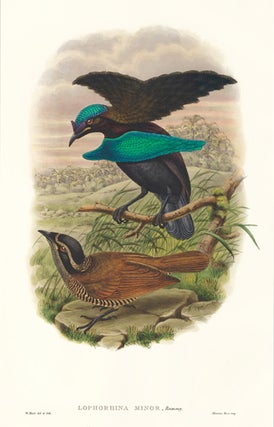 Lophorhina Minor. A Monograph of the Paradiseidæ or Birds of Paradise, and Ptilonorhynchidæ, or Bower-Birds.