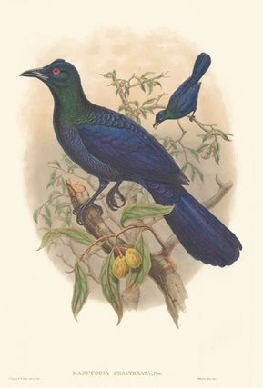 Item nr. 148669 Manucodia Chalybeata. A Monograph of the Paradiseidæ or Birds of Paradise, and...