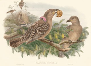 Item nr. 148670 Chlamydodera Orientalis. A Monograph of the Paradiseidæ or Birds of Paradise,...