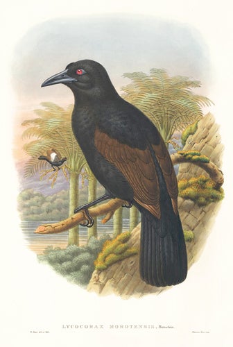 Item nr. 148671 Lycocorax Morotensis. A Monograph of the Paradiseidæ or Birds of Paradise, and Ptilonorhynchidæ, or Bower-Birds. John Gould, Richard Bowdler Sharpe.