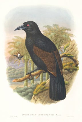 Lycocorax Morotensis. A Monograph of the Paradiseidæ or Birds of Paradise, and Ptilonorhynchidæ, or Bower-Birds.