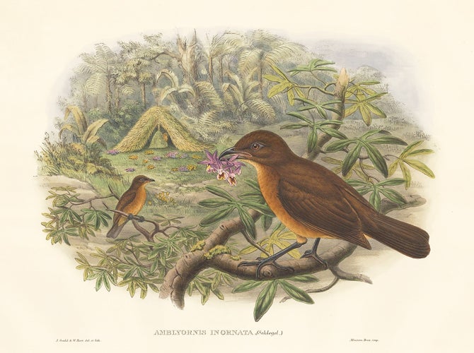 Item nr. 148672 Amblyornis Inornata. A Monograph of the Paradiseidæ or Birds of Paradise, and Ptilonorhynchidæ, or Bower-Birds. John Gould, Richard Bowdler Sharpe.