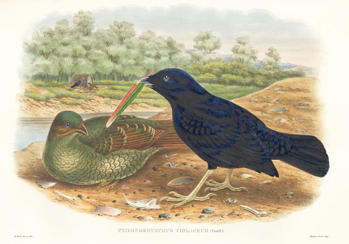 Item nr. 148673 Ptilonorphynchus Violaceus. A Monograph of the Paradiseidæ or Birds of Paradise, and Ptilonorhynchidæ, or Bower-Birds. John Gould, Richard Bowdler Sharpe.