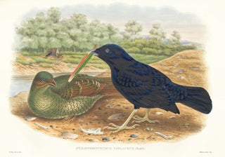 Ptilonorphynchus Violaceus. A Monograph of the Paradiseidæ or Birds of Paradise, and Ptilonorhynchidæ, or Bower-Birds.
