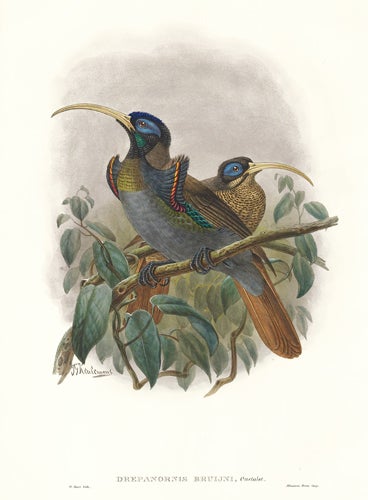 Item nr. 148674 Drepanornis Bruijni. A Monograph of the Paradiseidæ or Birds of Paradise, and Ptilonorhynchidæ, or Bower-Birds. John Gould, Richard Bowdler Sharpe.