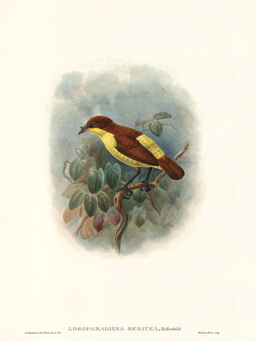 Item nr. 148677 Loboparadisea Sericea. A Monograph of the Paradiseidæ or Birds of Paradise, and Ptilonorhynchidæ, or Bower-Birds. John Gould, Richard Bowdler Sharpe.