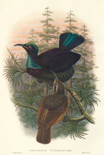 Item nr. 148678 Ptilorhis Victoriæ. A Monograph of the Paradiseidæ or Birds of Paradise, and Ptilonorhynchidæ, or Bower-Birds. John Gould, Richard Bowdler Sharpe.