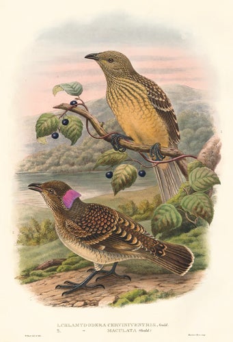Item nr. 148679 Chlamydodera Cerviniventris and Chlamydodera Maculata. A Monograph of the Paradiseidæ or Birds of Paradise, and Ptilonorhynchidæ, or Bower-Birds. John Gould, Richard Bowdler Sharpe.