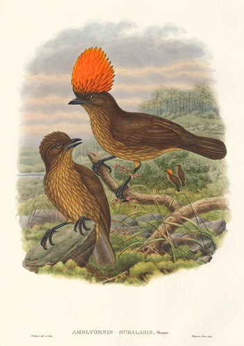Item nr. 148680 Amblyornis Subalaris. A Monograph of the Paradiseidæ or Birds of Paradise, and Ptilonorhynchidæ, or Bower-Birds. John Gould, Richard Bowdler Sharpe.