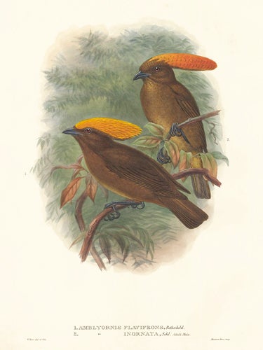 Item nr. 148681 Amblyornis Flavifrons and Amblyornis Inornata. A Monograph of the Paradiseidæ or Birds of Paradise, and Ptilonorhynchidæ, or Bower-Birds. John Gould, Richard Bowdler Sharpe.