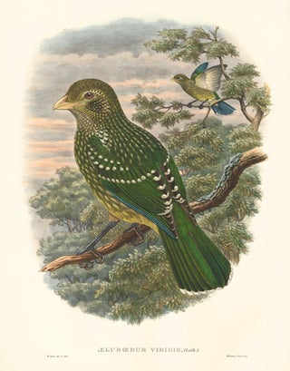 Item nr. 148682 Æluœdus Viridis. A Monograph of the Paradiseidæ or Birds of Paradise, and...